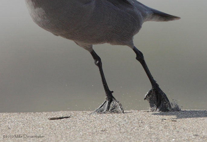 Gray Gull (Leucophaeus modestus) photo image