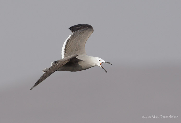 Gray Gull (Leucophaeus modestus) photo image