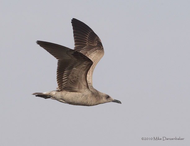 Gray Gull (Leucophaeus modestus) photo image