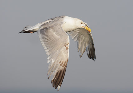 Herring Gull (Larus smithsonianus) photo image