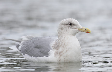 Herring Gull (Larus smithsonianus) photo image
