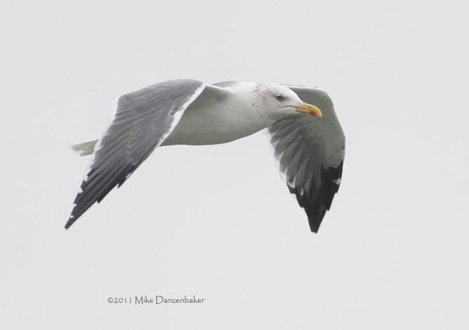 Heuglin's Gull (Larus [fuscus] heuglini) photo image