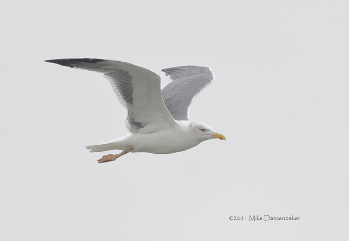 Heuglin's Gull (Larus [fuscus] heuglini) photo image