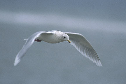 Iceland Gull (Larus glaucoides) photo image