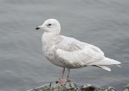 Iceland Gull (Larus glaucoides) photo
