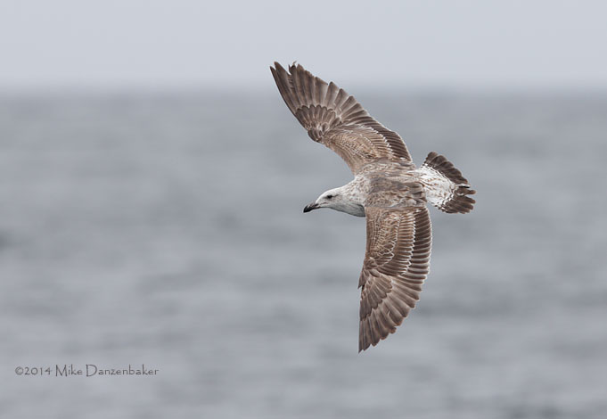 Kelp Gull (Larus dominicanus) photo image