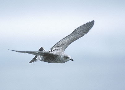 Kelp Gull (Larus dominicanus) photo image