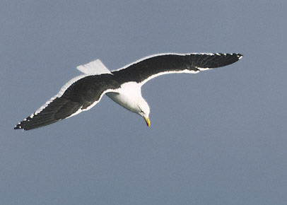 Kelp Gull (Larus dominicanus) photo image