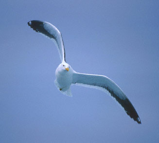 Kelp Gull (Larus dominicanus) photo image