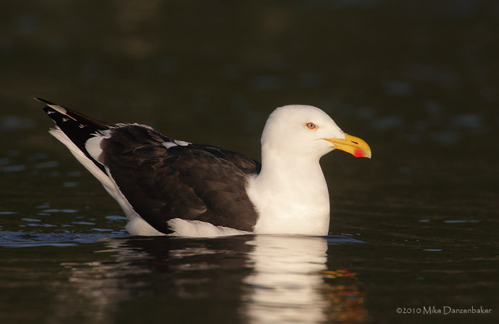 Kelp Gull (Larus dominicanus) photo image