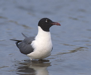 Laughing Gull (Leucophaeus atricilla) photo image