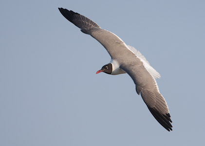 Laughing Gull (Larus atricilla) photo