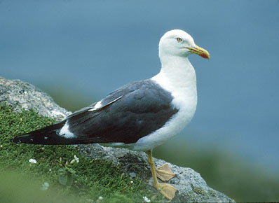 Lesser Black-backed Gull (Larus fuscus) photo image