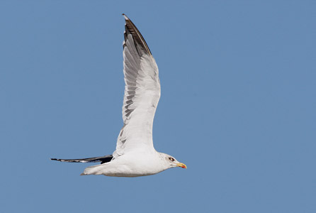 Lesser Black-backed Gull (Larus fuscus) photo