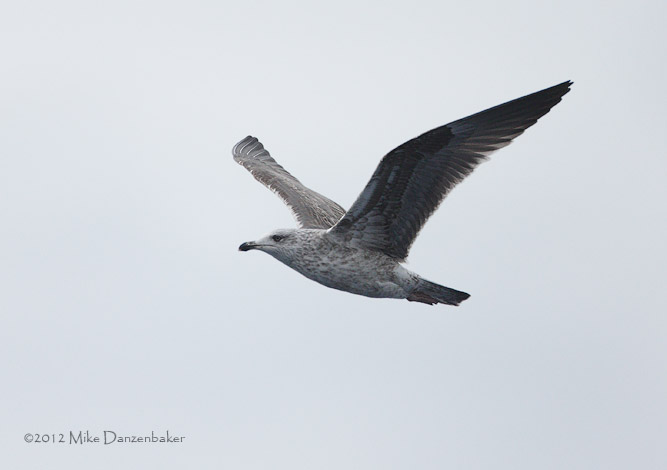 Lesser Black-backed Gull (Larus fuscus) photo