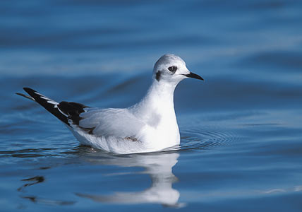 Little Gull (Hydrocoloeus minutus) photo image
