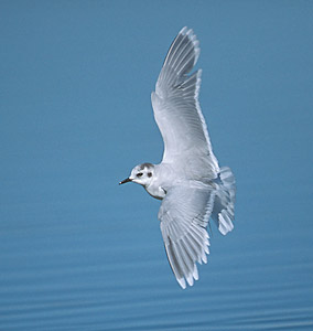 Little Gull (Hydrocoloeus minutus) photo image