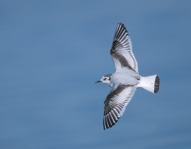 Little Gull (Hydrocoloeus minutus) photo image