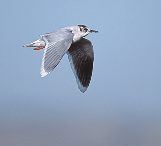 Little Gull (Hydrocoloeus minutus) photo image