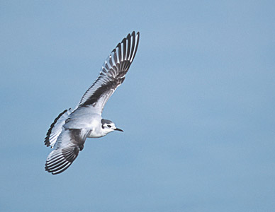Little Gull (Hydrocoloeus minutus) photo image