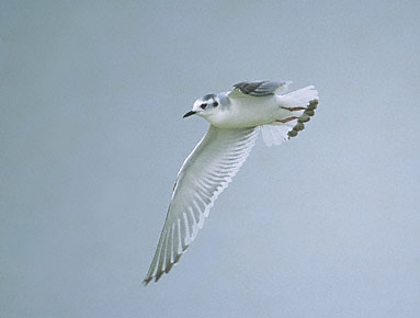 Little Gull (Hydrocoloeus minutus) photo image