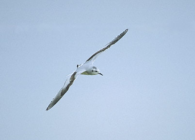 Little Gull (Hydrocoloeus minutus) photo image