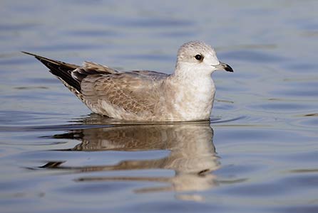 Mew Gull (Larus canus brachyrhynchus) photo image