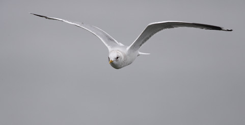 Mew Gull (Larus canus brachyrhynchus) photo image