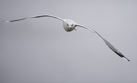 Mew Gull (Larus canus brachyrhynchus) photo image