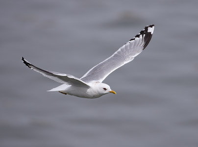 Mew Gull (Larus canus brachyrhynchus) photo image