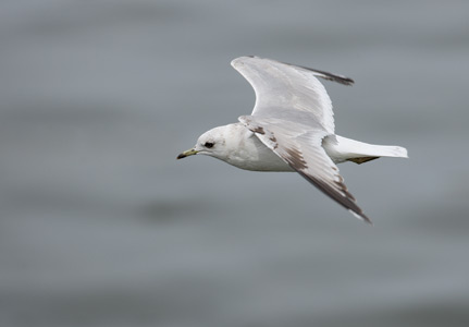 Mew Gull (Larus canus brachyrhynchus) photo image