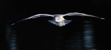 Mew Gull (Larus canus) photo