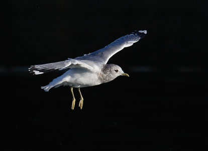 Mew Gull (Larus canus) photo