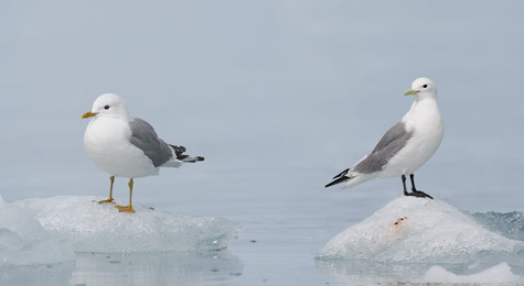 Mew Gull (Larus canus brachyrhynchus) photo image