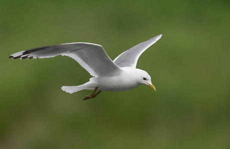 Mew Gull (Larus canus) photo