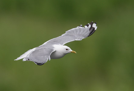 Mew Gull (Larus canus) photo