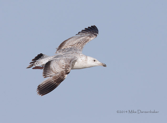 Mongolian Gull (Larus [vegae] mongolicus) photo image