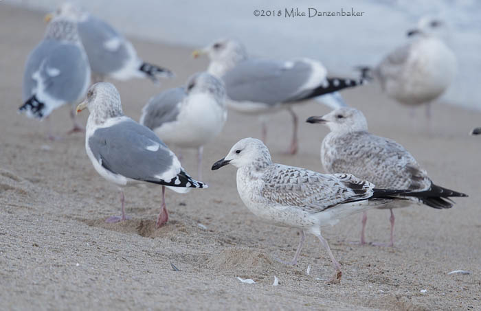 Mongolian Gull (Larus [vegae] mongolicus) photo image