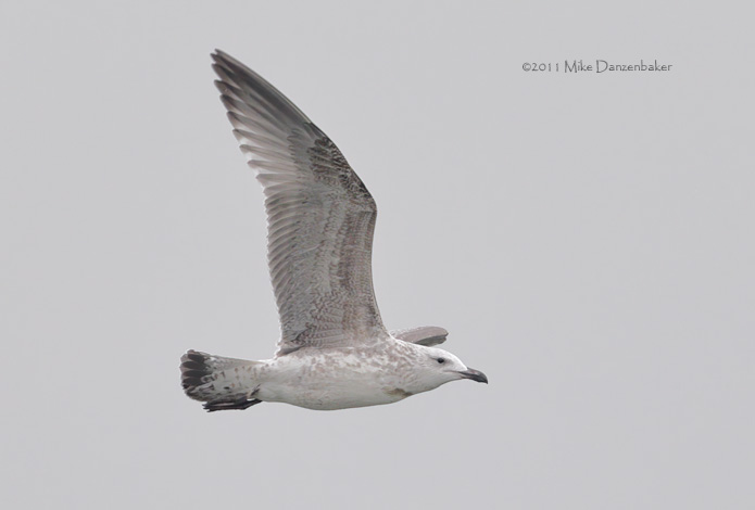 Mongolian Gull (Larus [vegae] mongolicus) photo image