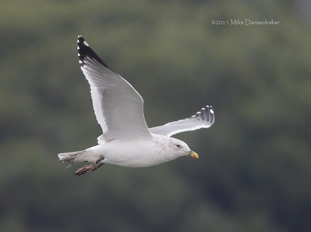 Mongolian Gull (Larus [vegae] mongolicus) photo image