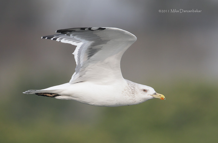 Mongolian Gull (Larus [vegae] mongolicus) photo image