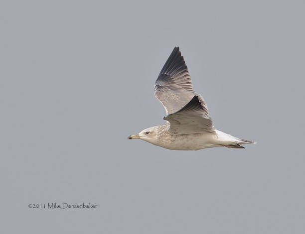 Mongolian Gull (Larus [vegae] mongolicus) photo image