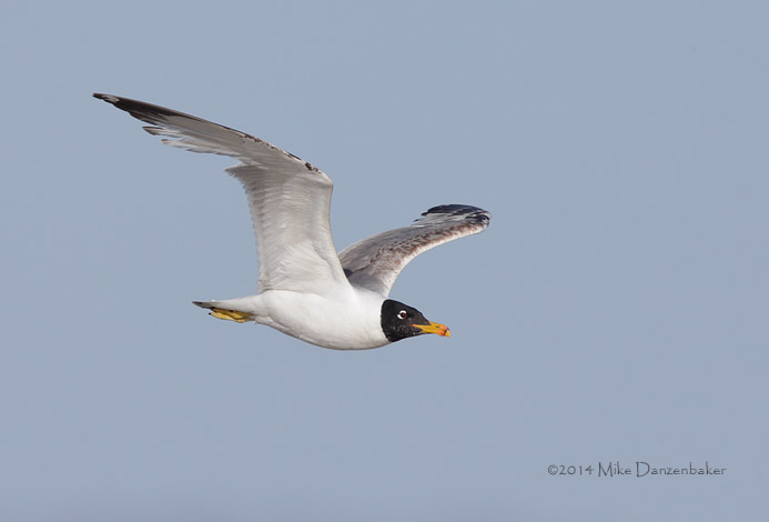 Pallas's Gull (Ichthyaetus ichthyaetus) photo