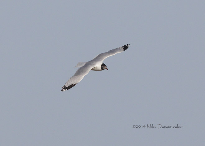 Relict Gull (Ichthyaetus relictus) photo image