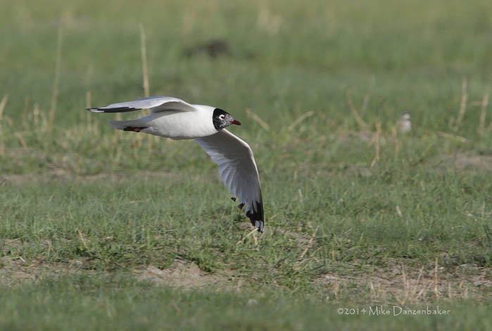 Relict Gull (Ichthyaetus relictus) photo image