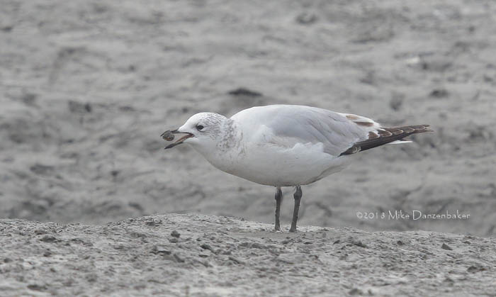Relict Gull (Ichthyaetus relictus) photo image