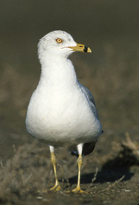 Ring-billed Gull (Larus delawarensis) photo image