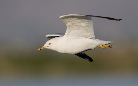 Ring-billed Gull (Larus delawarensis) photo image