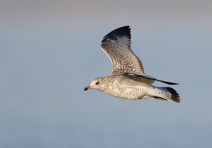 Ring-billed Gull (Larus delawarensis) photo image