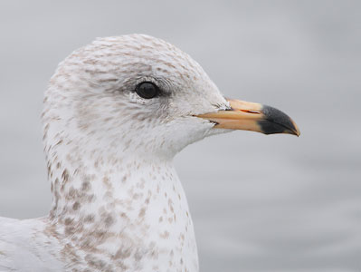 Ring-billed Gull (Larus delawarensis) photo image